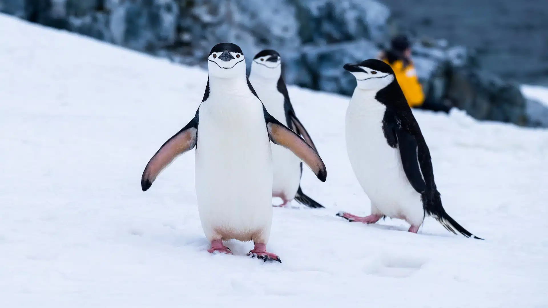 Penalizacion-de-Google-Penguin-¿como-me-recupero